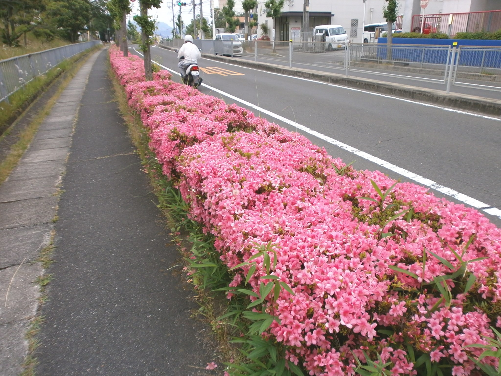 å—èŠ±å°ã«ã€Œã‚µãƒ„ã‚­ã€ã®èŠ±ãŒæº€é–‹ãƒ½(^ã€‚^)ãƒŽ | å’²ã£ãå—èŠ±å°.com