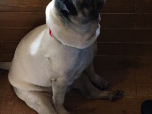 2017.6.13 パンプキン