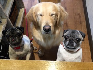 2017.7.15 パンプキン