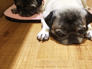 2017.7.3 パンプキン
