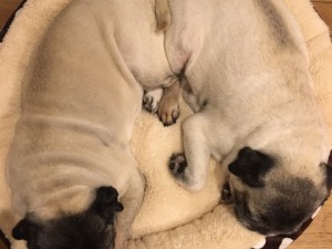 2017.9.24 ペットライフパンプキン