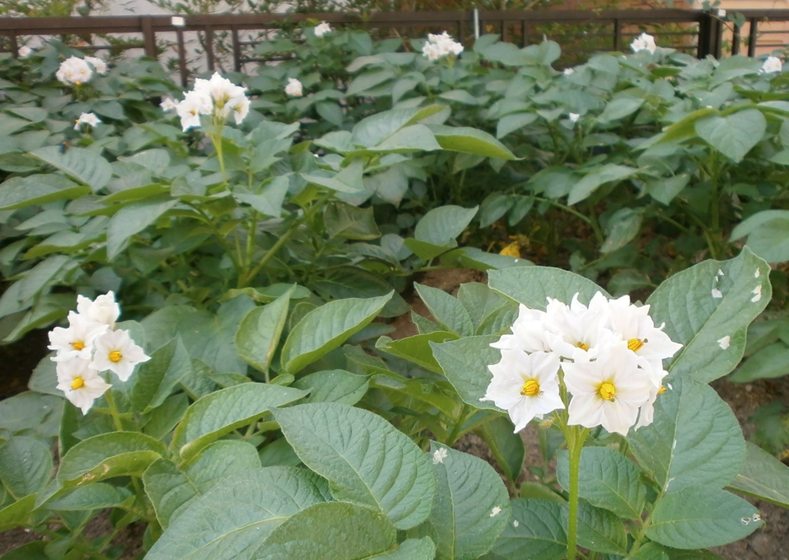 ジャガイモの花も美しいでしょう 咲っく南花台 Com