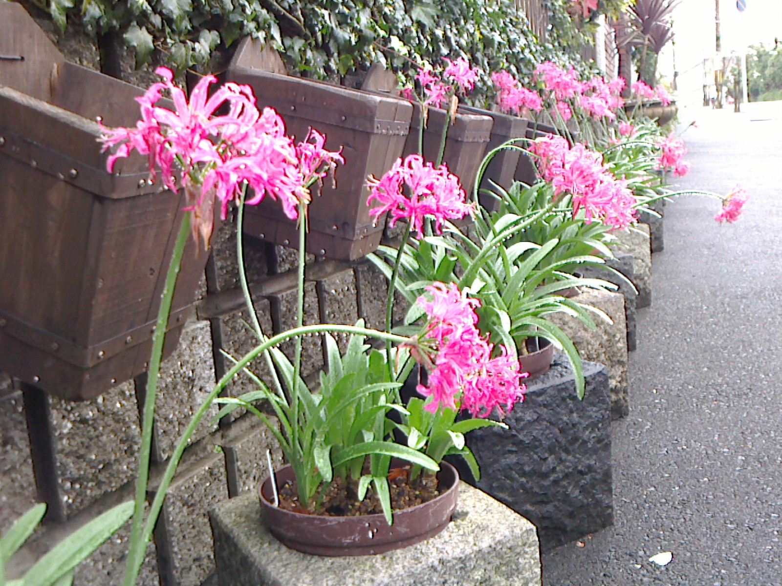 南花台花歩き No 11 花名 ダイヤモンドリリー 咲っく南花台 Com