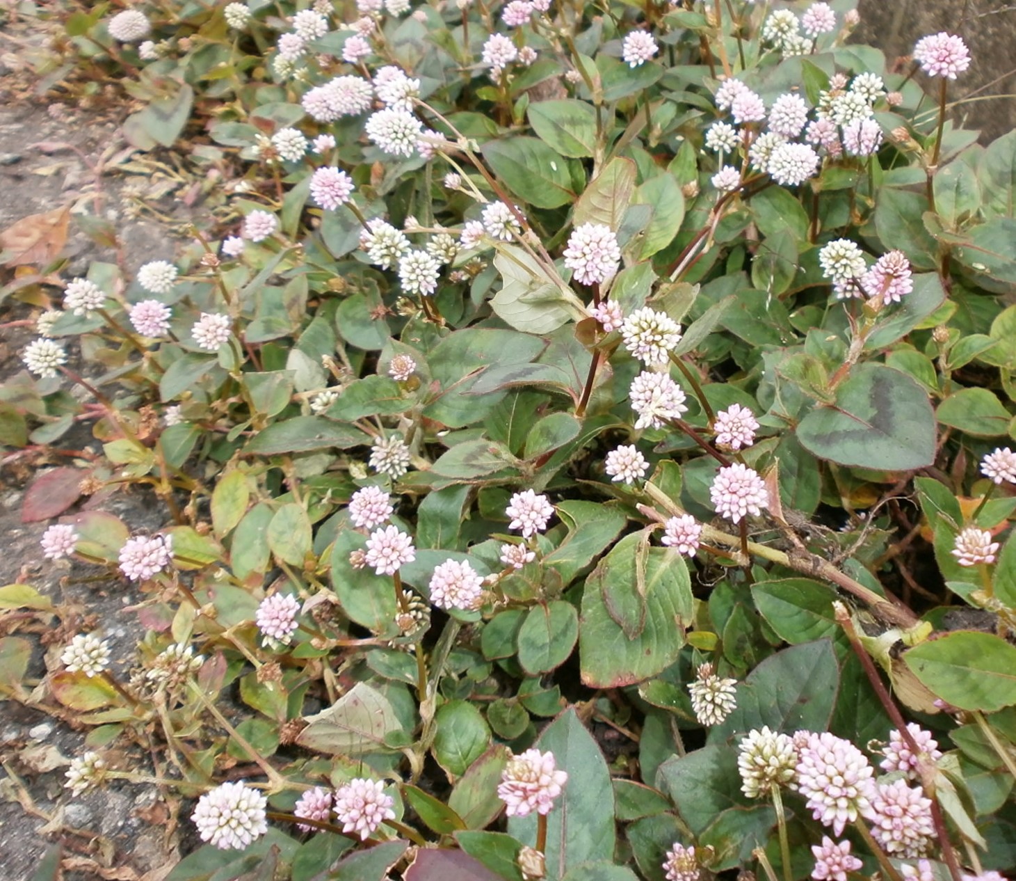 南花台花歩き No 193 ポリゴナム 咲っく南花台 Com