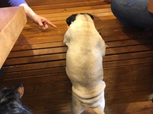 パンプキン2017.6.1