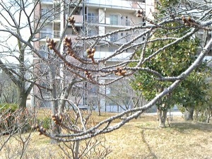 桜のつぼみ