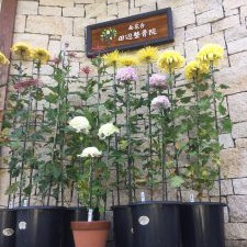 菊